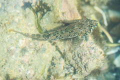 Bellapiscis medius
