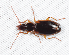 Cymindis limbata