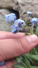 Myosotis imitata
