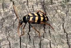 Leptura aurulenta