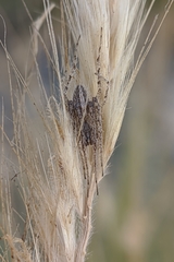 Larinia lineata