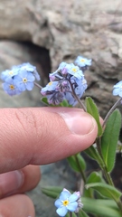 Myosotis imitata