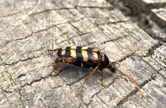 Leptura aurulenta