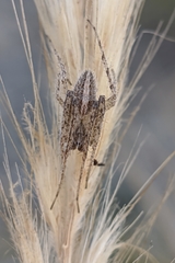 Larinia lineata