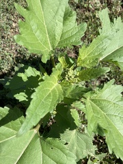 Cyclachaena xanthiifolia