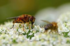 Eristalis pertinax