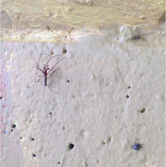 Tetragnatha
