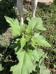 Cyclachaena xanthiifolia