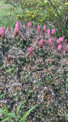 Coryphantha macromeris