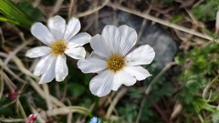 Callianthemum sajanense