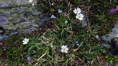 Callianthemum sajanense