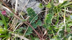 Callianthemum sajanense