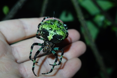 Araneus seminiger