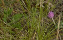 Knautia collina