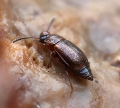 Anthobium atrocephalum