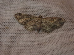Eupithecia inturbata