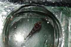 Apletodon