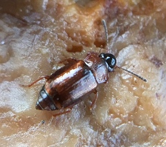 Anthobium atrocephalum