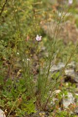 Linum tenuifolium