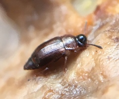 Anthobium atrocephalum