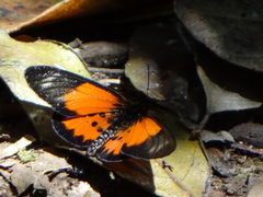 Acraea fornax