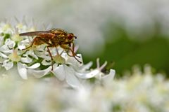 Scathophaga stercoraria