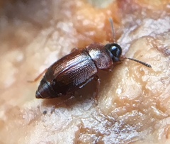 Anthobium atrocephalum