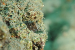 Parablennius tentacularis