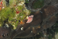 Serpula vermicularis