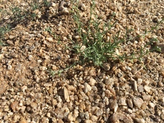 Pectocarya heterocarpa