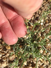 Pectocarya heterocarpa