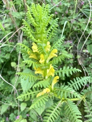 Pedicularis rex