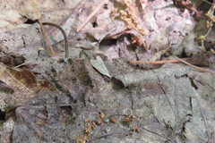 Dichomeris punctidiscellus