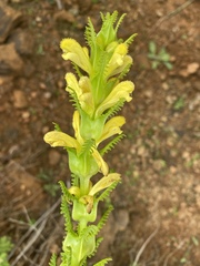 Pedicularis rex