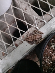 Lithobates palustris