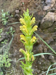Pedicularis rex