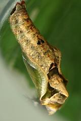 Ariadne ariadne