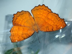 Ariadne ariadne