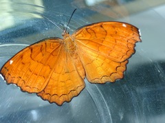 Ariadne ariadne