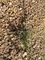 Pectocarya platycarpa