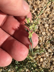 Pectocarya platycarpa