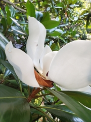 Magnolia