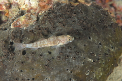 Gobius fallax