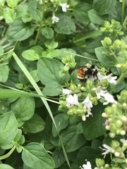 Bombus ternarius