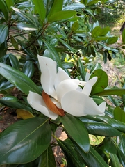 Magnolia