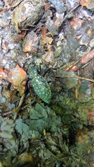 Carabus variolosus