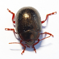 Chrysolina bankii