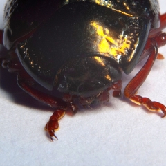 Chrysolina bankii