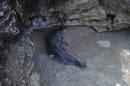 Mediterranean Monk Seal, Croatia, photo 8 of 10