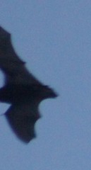 Chiroptera